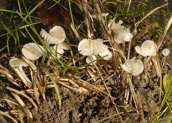 Gelbweißer Helmling  (Mycena flavoalba) - © Heinz Prelicz